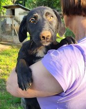 CASSIA, Hund, Mischlingshund in Kroatien - Bild 1