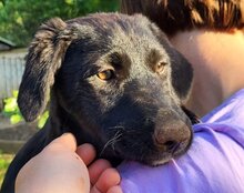 CASSIA, Hund, Mischlingshund in Kroatien - Bild 2