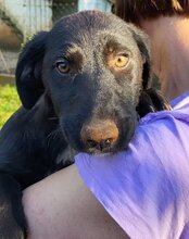 CASSIA, Hund, Mischlingshund in Kroatien - Bild 3