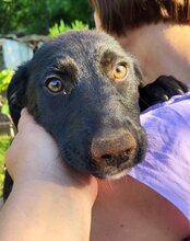 CASSIA, Hund, Mischlingshund in Kroatien - Bild 4