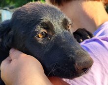 CASSIA, Hund, Mischlingshund in Kroatien - Bild 5