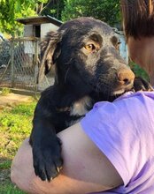 CASSIA, Hund, Mischlingshund in Kroatien - Bild 6