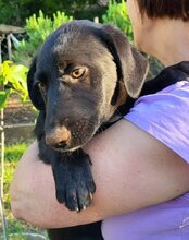 CASSIA, Hund, Mischlingshund in Kroatien - Bild 7