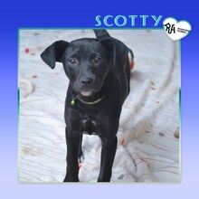 SCOTTY, Hund, Mischlingshund in Bulgarien - Bild 1