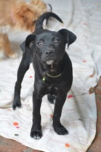 SCOTTY, Hund, Mischlingshund in Bulgarien - Bild 2