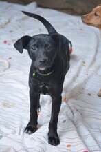 SCOTTY, Hund, Mischlingshund in Bulgarien - Bild 3