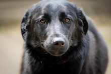 MIDNIGHT, Hund, Mischlingshund in Bulgarien - Bild 1