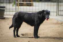 MIDNIGHT, Hund, Mischlingshund in Bulgarien - Bild 11