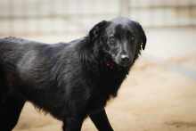 MIDNIGHT, Hund, Mischlingshund in Bulgarien - Bild 2