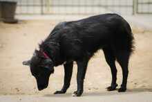 MIDNIGHT, Hund, Mischlingshund in Bulgarien - Bild 4