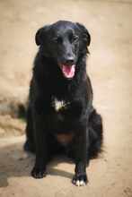 MIDNIGHT, Hund, Mischlingshund in Bulgarien - Bild 5