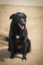 MIDNIGHT, Hund, Mischlingshund in Bulgarien - Bild 6