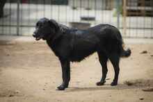 MIDNIGHT, Hund, Mischlingshund in Bulgarien - Bild 8