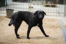 MIDNIGHT, Hund, Mischlingshund in Bulgarien - Bild 9