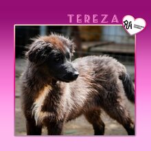 TEREZA, Hund, Mischlingshund in Bulgarien - Bild 1