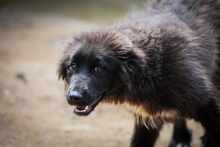 TEREZA, Hund, Mischlingshund in Bulgarien - Bild 10
