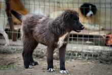 TEREZA, Hund, Mischlingshund in Bulgarien - Bild 11