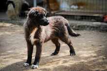 TEREZA, Hund, Mischlingshund in Bulgarien - Bild 12