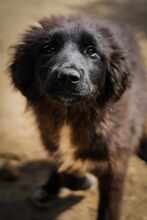 TEREZA, Hund, Mischlingshund in Bulgarien - Bild 2