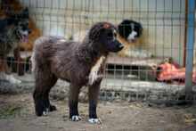 TEREZA, Hund, Mischlingshund in Bulgarien - Bild 3