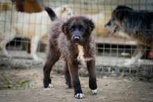 TEREZA, Hund, Mischlingshund in Bulgarien - Bild 4