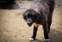 TEREZA, Hund, Mischlingshund in Bulgarien - Bild 6
