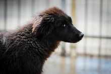 TEREZA, Hund, Mischlingshund in Bulgarien - Bild 7
