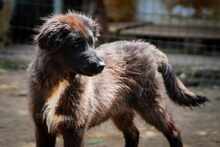 TEREZA, Hund, Mischlingshund in Bulgarien - Bild 8