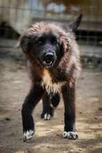 TEREZA, Hund, Mischlingshund in Bulgarien - Bild 9