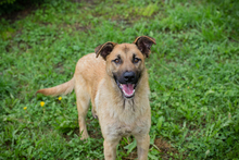 CHIPNR249072, Hund, Mischlingshund in Kroatien - Bild 1