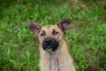 CHIPNR249072, Hund, Mischlingshund in Kroatien - Bild 2