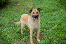 CHIPNR249072, Hund, Mischlingshund in Kroatien - Bild 5