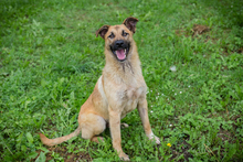 CHIPNR249072, Hund, Mischlingshund in Kroatien - Bild 6