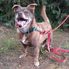 NUDEL, Hund, Mischlingshund in Portugal - Bild 1