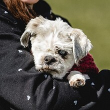 NANNI, Hund, Mischlingshund in Eurasburg - Bild 1