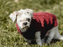 NANNI, Hund, Mischlingshund in Eurasburg - Bild 10