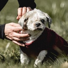 NANNI, Hund, Mischlingshund in Eurasburg - Bild 2