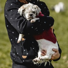 NANNI, Hund, Mischlingshund in Eurasburg - Bild 3