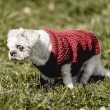 NANNI, Hund, Mischlingshund in Eurasburg - Bild 5