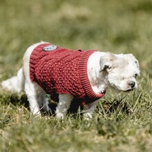 NANNI, Hund, Mischlingshund in Eurasburg - Bild 6