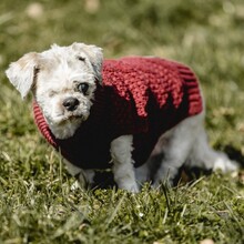 NANNI, Hund, Mischlingshund in Eurasburg - Bild 7