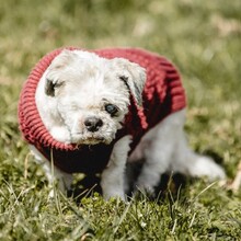 NANNI, Hund, Mischlingshund in Eurasburg - Bild 8
