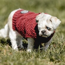 NANNI, Hund, Mischlingshund in Eurasburg - Bild 9