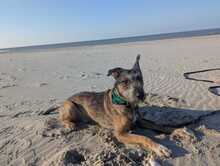 SCOTTY, Hund, Mischlingshund in Overath - Bild 1