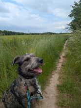 SCOTTY, Hund, Mischlingshund in Overath - Bild 2