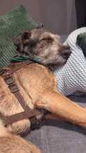 SCOTTY, Hund, Mischlingshund in Overath - Bild 3