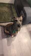 SCOTTY, Hund, Mischlingshund in Overath - Bild 4