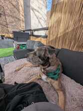 SCOTTY, Hund, Mischlingshund in Overath - Bild 5