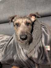 SCOTTY, Hund, Mischlingshund in Overath - Bild 6