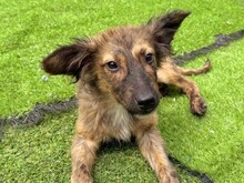 CLIVIA, Hund, Mischlingshund in Rumänien - Bild 1
